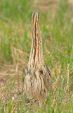 Roerdomp 62