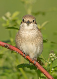 Grauwe Klauwier frontal
