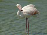 FLamingo 1