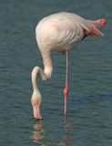 Flamingo 2