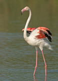 Flamingo 4