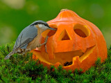 Boomklever Halloween