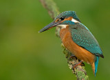 IJsvogel 13