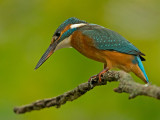 IJsvogel 15