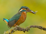 IJsvogel 20