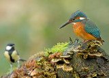 IJsvogel met koolmees