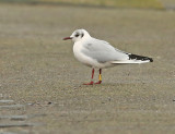 Kokmeeuw T08W.jpg