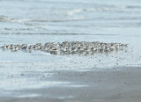 Drieteenstrandloper 8