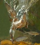 IJsvogel 31