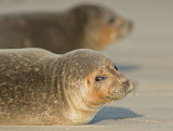 Zeehond 6