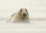 Grijze Zeehond 23