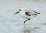 Drieteenstrandloper 12