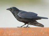 Zwarte Kraai 5