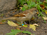 Huismus-blauw-geel.jpg