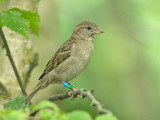 Huismus-blauw-groen.jpg