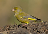 Groenling 16