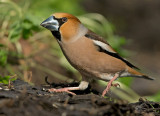 Appelvink 23