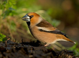 Appelvink 24