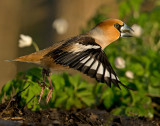 Appelvink 25