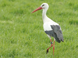 Ooievaar-5E353
