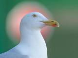 Zilvermeeuw 56
