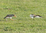 Scholekster-LAM;RAY;LBBW(C);RBYN(C)