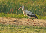 Ooievaar-6E148