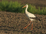 Ooievaar-6E104