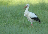 Ooievaar-0456