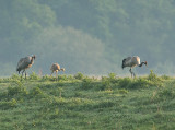Kraanvogel 4