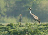 Kraanvogel 5