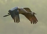Kraanvogel 8