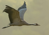 Kraanvogel 9