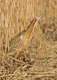 Roerdomp 68