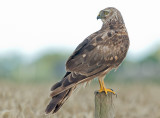 Blauwe Kiekendief 5