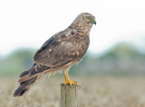 Blauwe Kiekendief 7