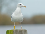 Pontische Meeuw P:W01