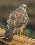 Buizerd 32