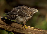Buizerd 35