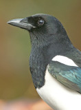 Ekster 4