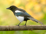 Ekster 7