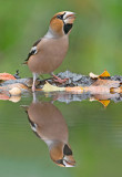 Appelvink 27