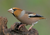 Appelvink 30