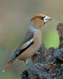 Appelvink 29