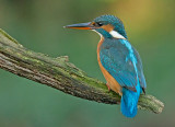 IJsvogel 35