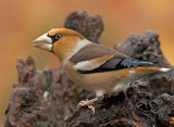 Appelvink 32