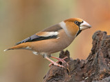 Appelvink 33