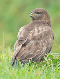 Buizerd 36