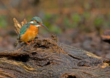 IJsvogel 37
