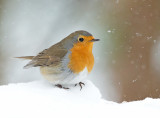 Roodborst 13